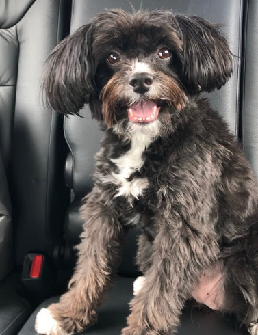 Jasmine's safe arrival in New Zealand